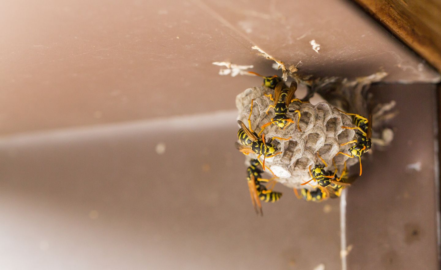 Household Pests We Treat in Chico CA