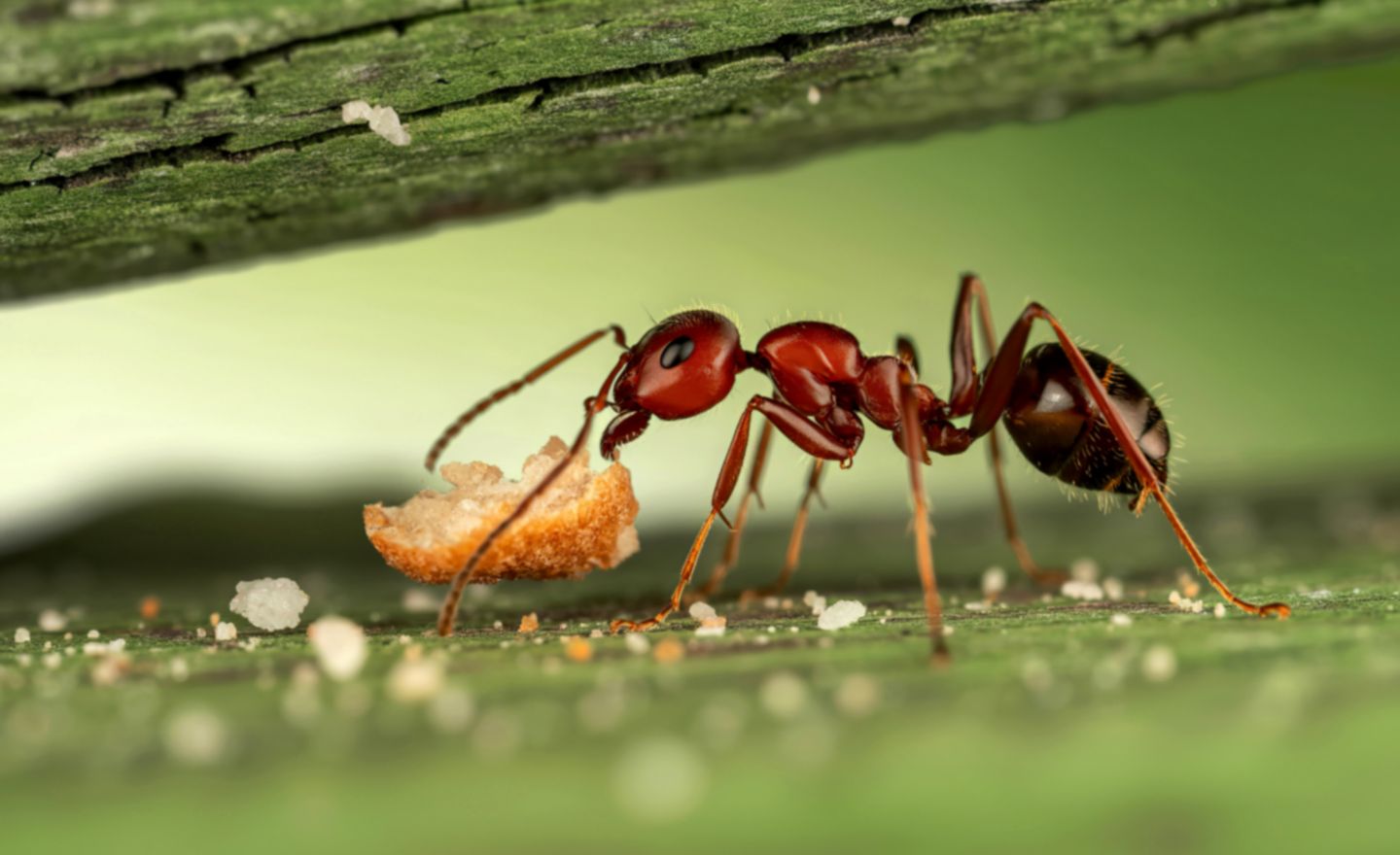 carpenter ant control alta sierra