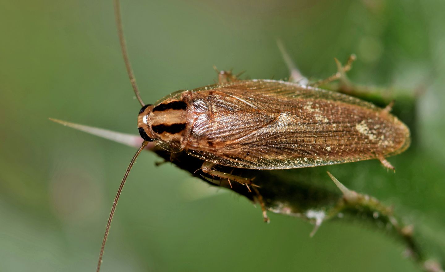 German cockroaches pest control service