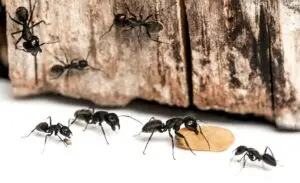 Cal King Pest Control   Cal King Pest Control   carpenter ant control Alta Sierra
