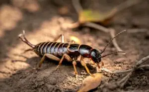 Cal King Pest Control   Cal King Pest Control   earwigs