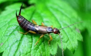Cal King Pest Control   Cal King Pest Control   Earwig Control Plumas Lake CA