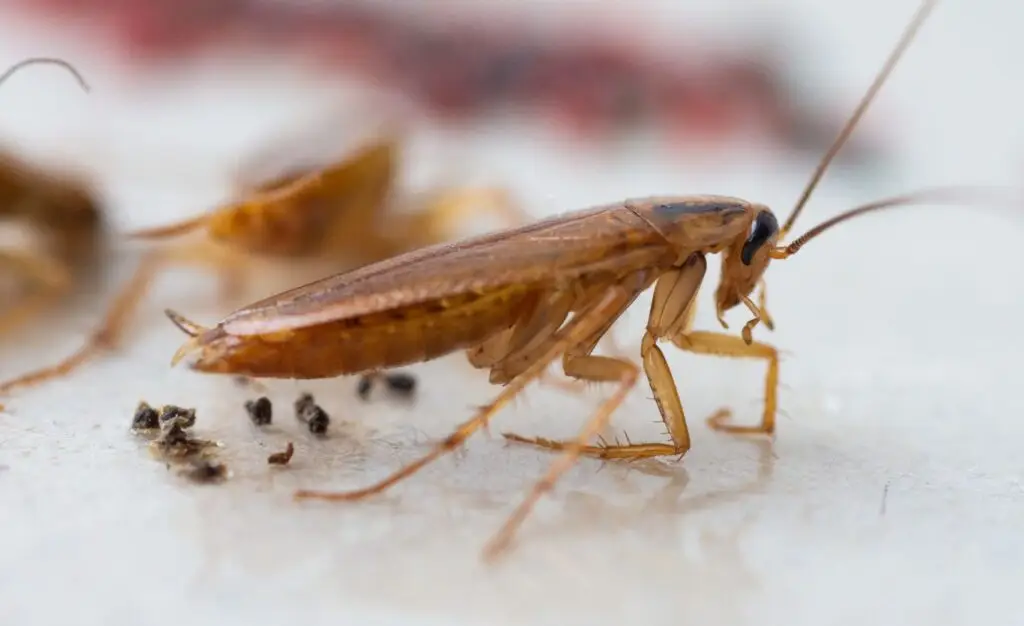 Cal King Pest Control   Cal King Pest Control   german cockroach control Arboga