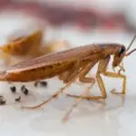 Cal King Pest Control   german cockroach control Arboga