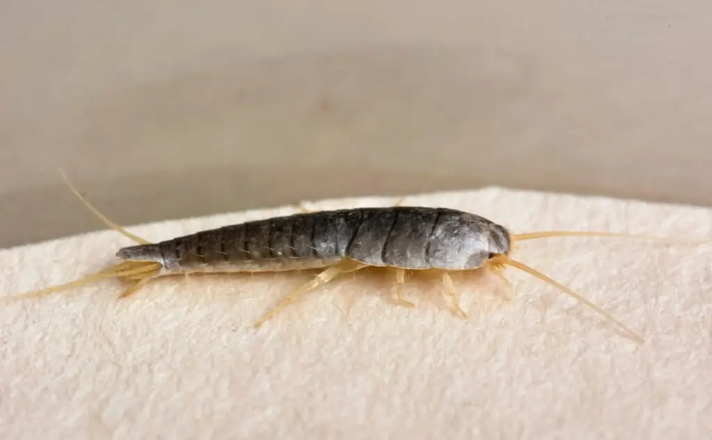 Cal King Pest Control   Cal King Pest Control   silverfish