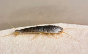 silverfish image 2 - Cal King Pest Control - Cal King Pest Control Cal king pest control - cal king pest control - silverfish