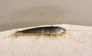 Cal King Pest Control   Cal King Pest Control   silverfish