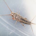 Silverfish Control Loomis CA: Your Complete Guide to Identification and Control - Cal King Pest Control - Cal King Pest Control Cal king pest control - cal king pest control - silverfish control loomis ca: your complete guide to identification and control
