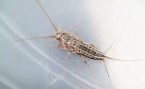 Cal King Pest Control   Cal King Pest Control   Silverfish Control Loomis CA Your Complete Guide to Identification and Control