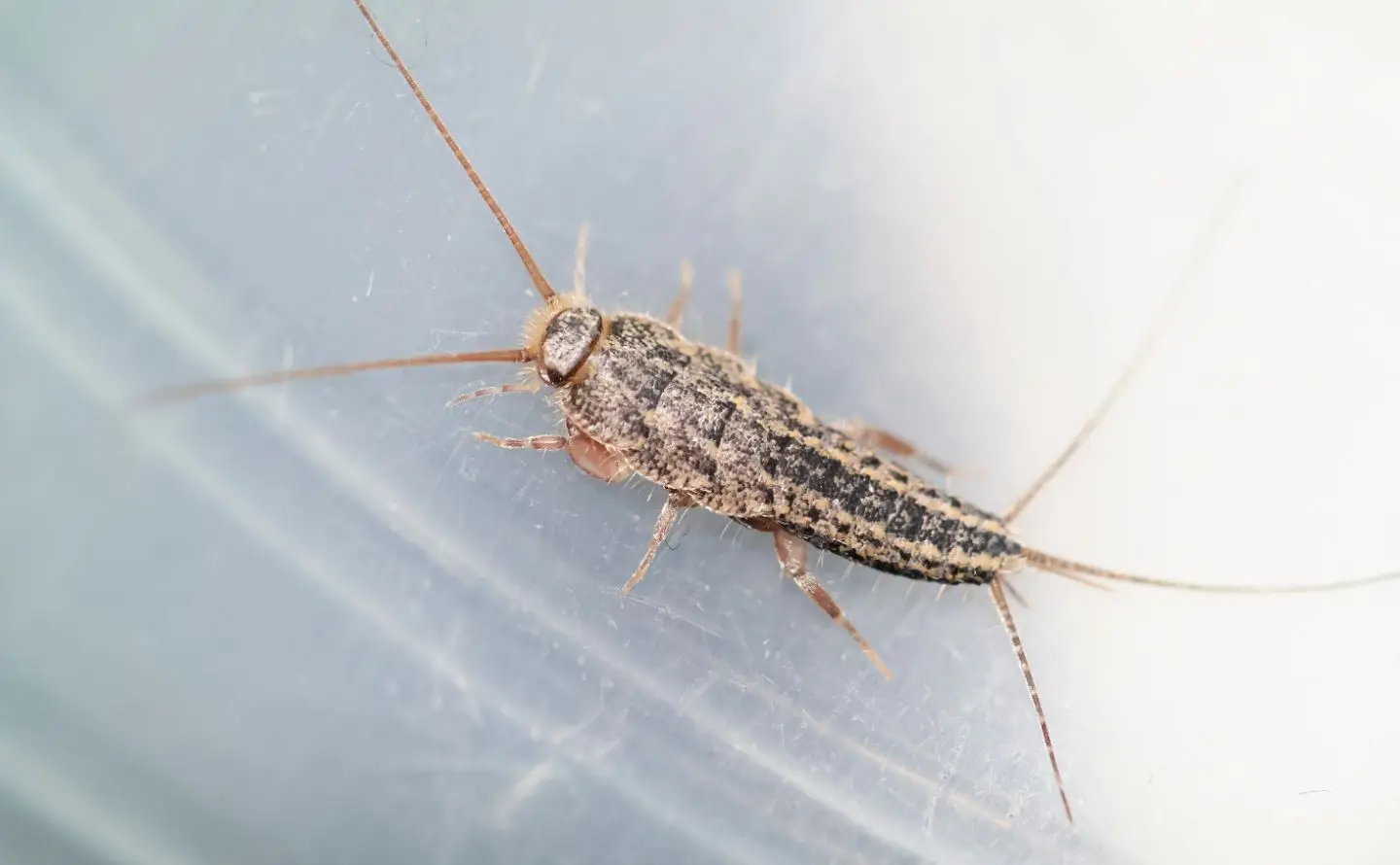 Cal King Pest Control   Cal King Pest Control   Silverfish Control Loomis CA Your Complete Guide to Identification and Control