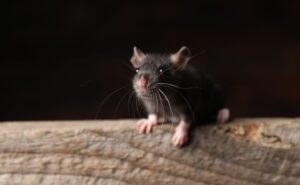Cal King Rodent Pest Control Boyers Landing - Cal King Pest Control - Cal King Pest Control Cal king pest control - cal king pest control - cal king rodent pest control boyers landing