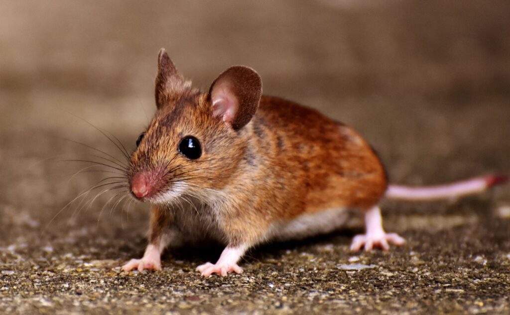 Mouse Pest Control Colfax Cal King Pest Control