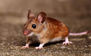 Mouse Pest Control Colfax Cal King Pest Control - Cal King Pest Control - Cal King Pest Control Cal king pest control - cal king pest control - mouse pest control colfax cal king pest control