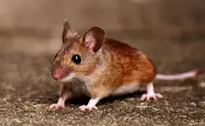 Cal King Pest Control   Cal King Pest Control   Mouse Pest Control Colfax Cal King Pest Control