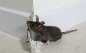 Mouse Pest Control Colusa - Cal King Pest Control - Cal King Pest Control Cal king pest control - cal king pest control -
