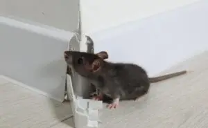 Cal King Pest Control   Cal King Pest Control   Gray mouse near a damaged cracked white baseboard where the wall meets the floor sniffing the trim