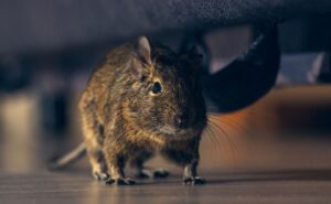 Rodent Pest Control Browns Valley - Cal King Pest Control - Cal King Pest Control Cal king pest control - cal king pest control - rodent pest control browns valley