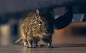 Cal King Pest Control   Cal King Pest Control   Rodent Pest Control Browns Valley