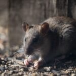 Rodent Pest Control Grass Valley - Cal King Pest Control - Cal King Pest Control Cal king pest control - cal king pest control - rodent pest control grass valley