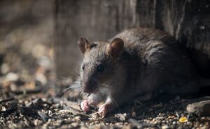 Rodent Pest Control Grass Valley - Cal King Pest Control - Cal King Pest Control Cal king pest control - cal king pest control - rodent pest control grass valley