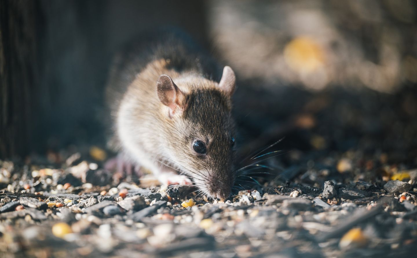 Rodent Pest Control Grass Valley Rats vs. Mice: Know the Difference