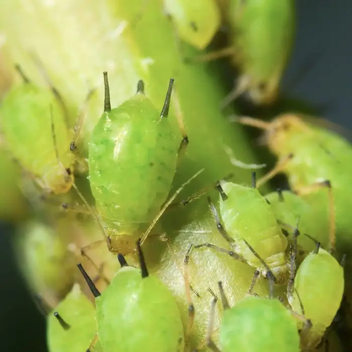 Cal King Pest Control   Cal King Pest Control   Close up of bright green aphids clustered on a plant stem showing small legs and antennae as they feed