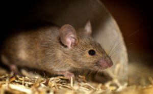 mouse pest control - Cal King Pest Control - Cal King Pest Control Cal king pest control - cal king pest control - mouse pest control