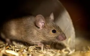 Cal King Pest Control   Cal King Pest Control   mouse pest control