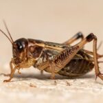cricket control Marysville CA - Cal King Pest Control - Cal King Pest Control Cal king pest control - cal king pest control -