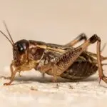 Cal King Pest Control   Close up of a brown mole cricket on a light surface showing long antennae and spiny hind legs