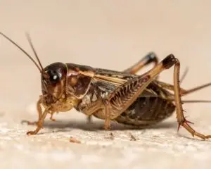 Cal King Pest Control   Cal King Pest Control   Close up of a brown mole cricket on a light surface showing long antennae and spiny hind legs