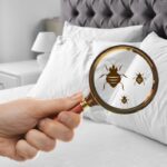 pest prevention Chico CA - Cal King Pest Control - Cal King Pest Control Cal king pest control - cal king pest control - pest prevention chico ca