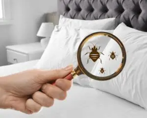 Cal King Pest Control   Cal King Pest Control   pest prevention Chico CA