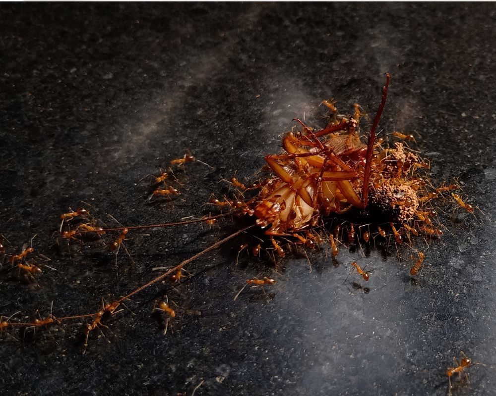 Cockroach Ant Control Marysville California