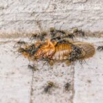 Cal King Pest Control