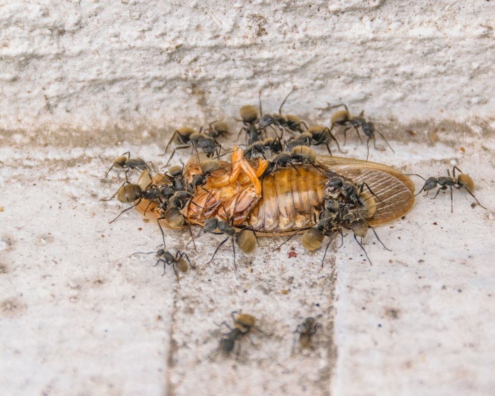 Cal King Pest Control   Cal King Pest Control