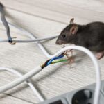 Cal King Pest Control